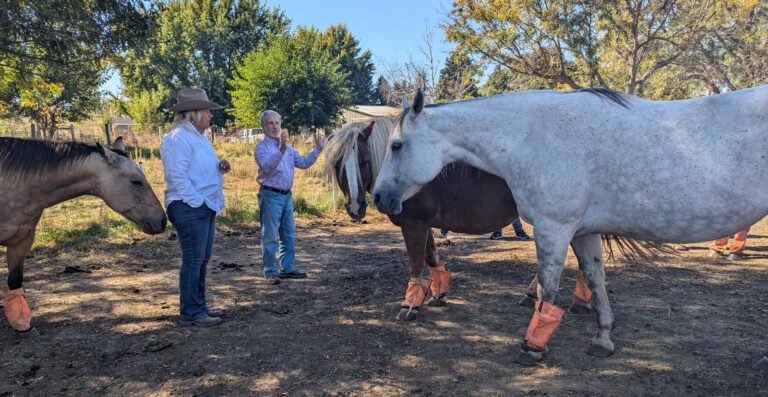 Professionals standing near horses