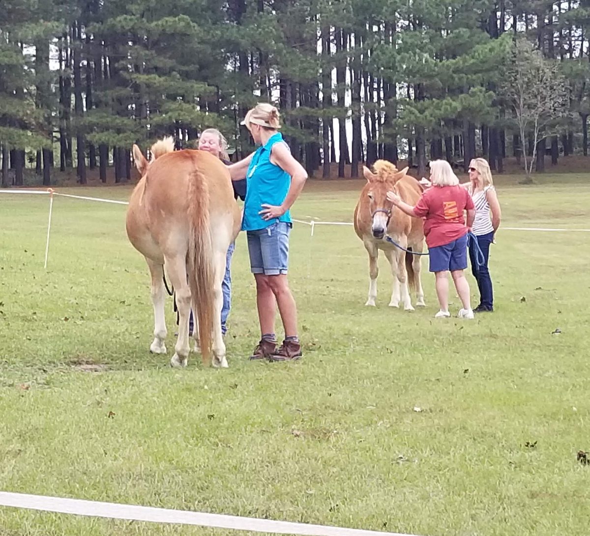 Two groups of women petting horses in a Texas field