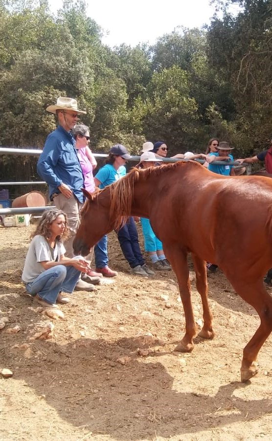 Eagala training with people and horse
